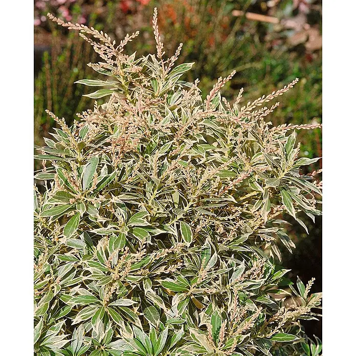 Pflanzen für dich Lavendelheide 20-25 cm - Pieris japonica 'Variegata' - Buntblättriger Strauch mit grün-weißen Blättern und zahlreichen kleinen, hellen Blütenständen.