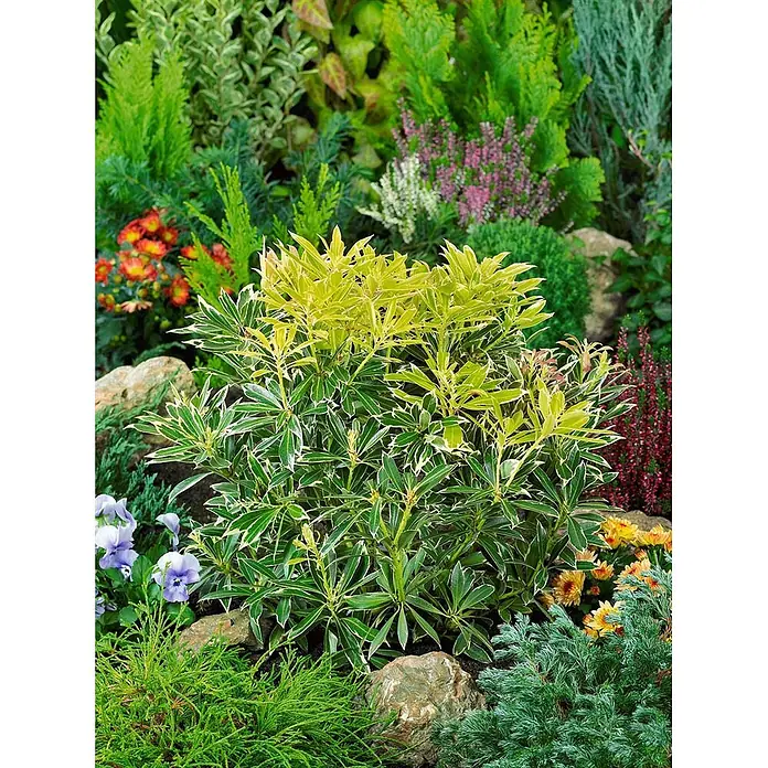 Pflanzen für dich Lavendelheide 30-40 cm - Pieris japonica 'Flaming Silver' - Buntblättriger, immergrüner Strauch mit grün-gelben Blättern in einer üppigen Gartenlandschaft.