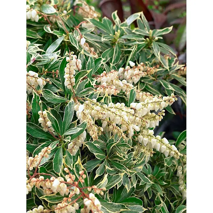 Pflanzen für dich Lavendelheide 20-25 cm - Pieris japonica 'Variegata' - Buntblättrige Pflanze mit grünen, cremefarben geränderten Blättern und weißen, glockenförmigen Blüten in hängenden Rispen.