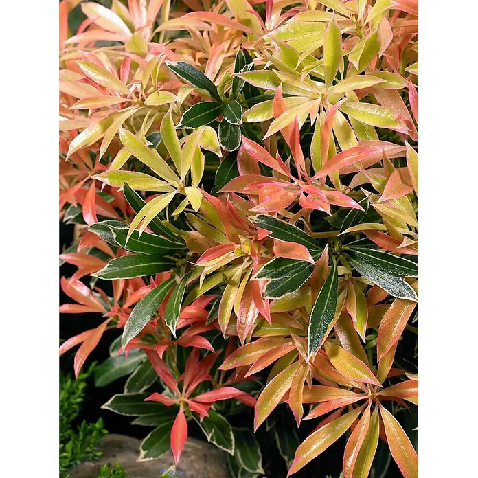 Pflanzen für dich Lavendelheide 30-40 cm - Pieris japonica 'Flaming Silver' - Farbenprächtiges Laub mit glänzenden Blättern in Rot-, Orange-, Gelb- und Dunkelgrüntönen.