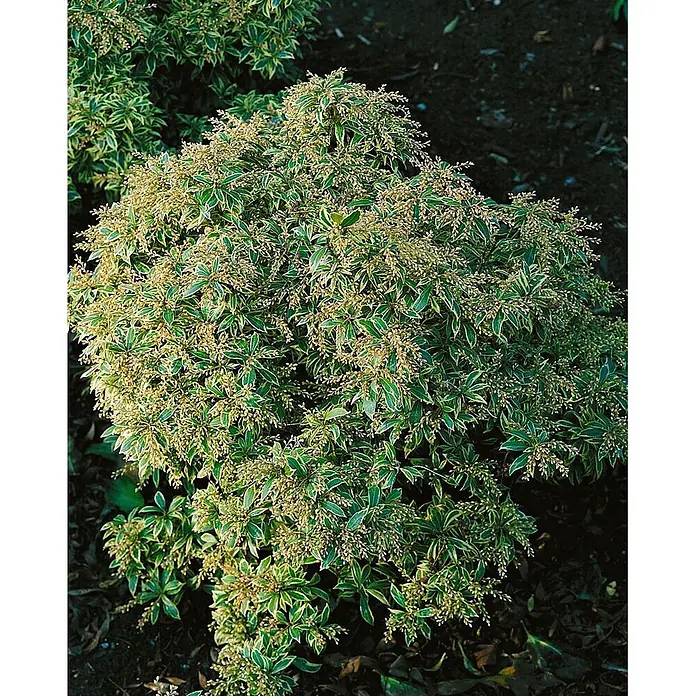 Pflanzen für dich Lavendelheide 20-25 cm - Pieris japonica 'Variegata' - Buntlaubiger Strauch mit grün-cremefarbenen Blättern, bedeckt mit kleinen, hellgelben Blütenknospen.