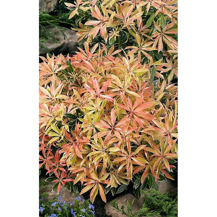 Pflanzen für dich Lavendelheide 30-40 cm - Pieris japonica 'Flaming Silver' - Busch mit leuchtend rosa, pfirsichfarbenen und gelb-grünen Blättern in einer Gartenumgebung.