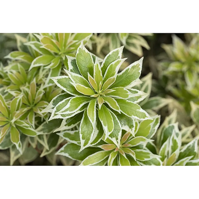 Pflanzen für dich Lavendelheide 20-25 cm - Pieris japonica 'Variegata' - Buntblättrige Pflanze mit grünen Blättern, weiß gerandet, zu einer dichten, sternförmigen Rosette angeordnet.