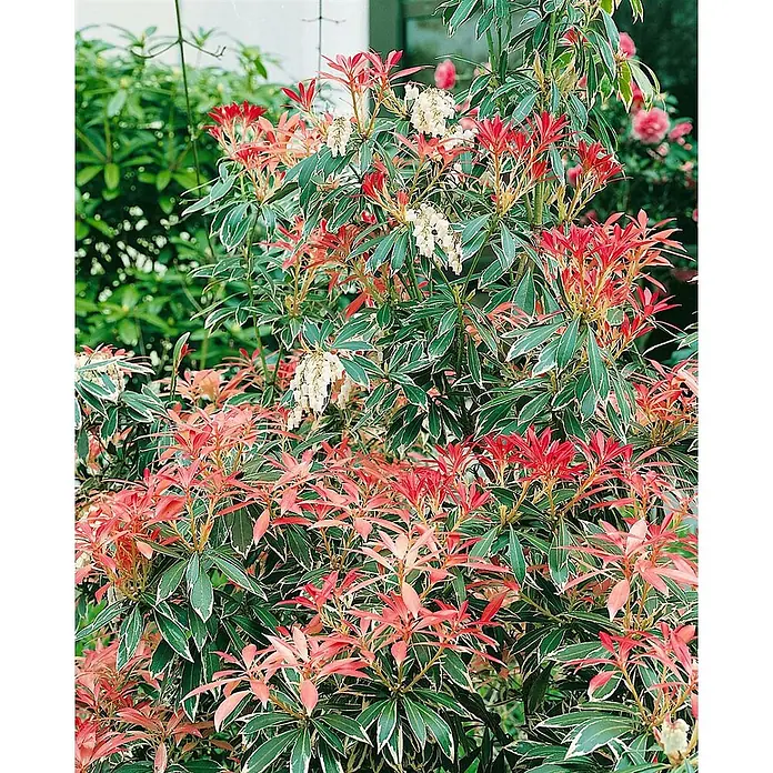 Pflanzen für dich Lavendelheide 30-40 cm - Pieris japonica 'Flaming Silver' - Bunter Pieris japonica Strauch mit leuchtend roten neuen Blättern, grün-weiß gerandeten Blättern und weißen glockenförmigen Blüten.