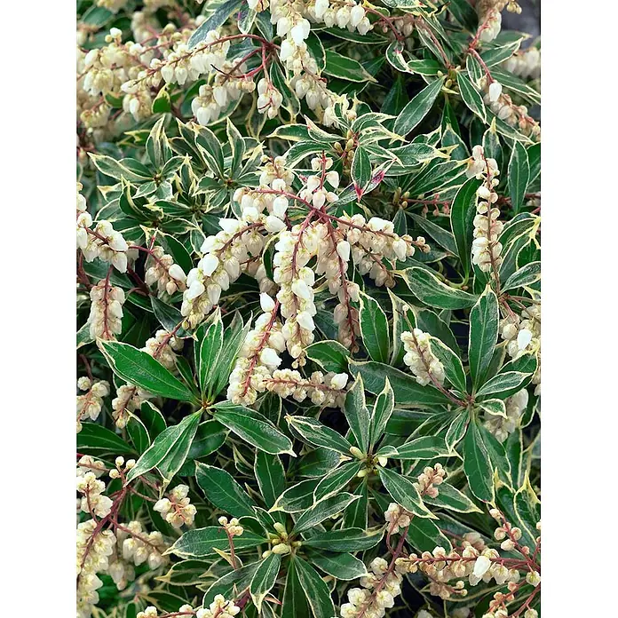 Pflanzen für dich Lavendelheide 20-25 cm - Pieris japonica 'Variegata' - Üppige panaschierte Pflanze mit grün-cremefarbenen Blättern und weißen glockenförmigen Blüten an rötlichen Stielen.