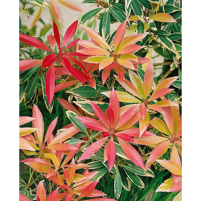 Pflanzen für dich Lavendelheide 30-40 cm - Pieris japonica 'Flaming Silver' - Üppige Pflanze mit leuchtend roten, rosa, orangen und gelben neuen Blättern sowie älterem grün-weiß panaschiertem Laub.