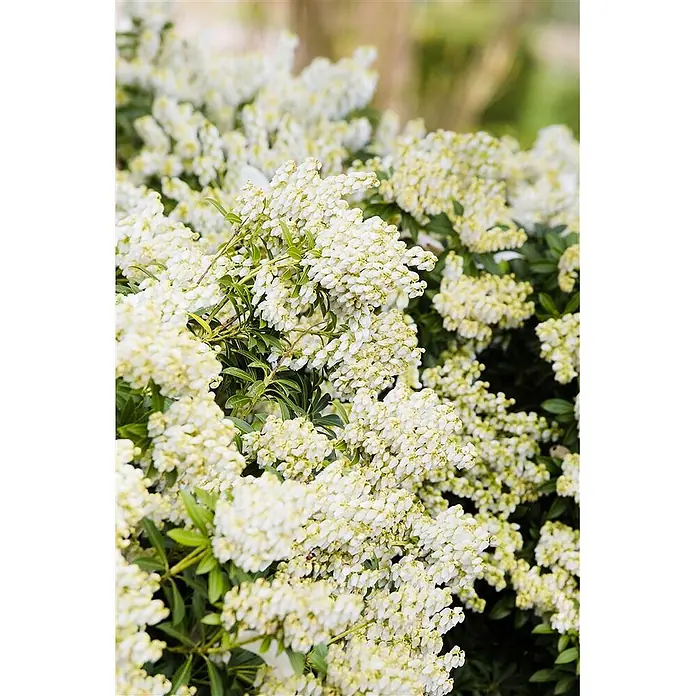 Pflanzen für dich Lavendelheide 20-25 cm - Pieris japonica 'Debutante' - Dichter Strauch mit zahlreichen Rispen kleiner, weißer, glockenförmiger Blüten und grünen Blättern.