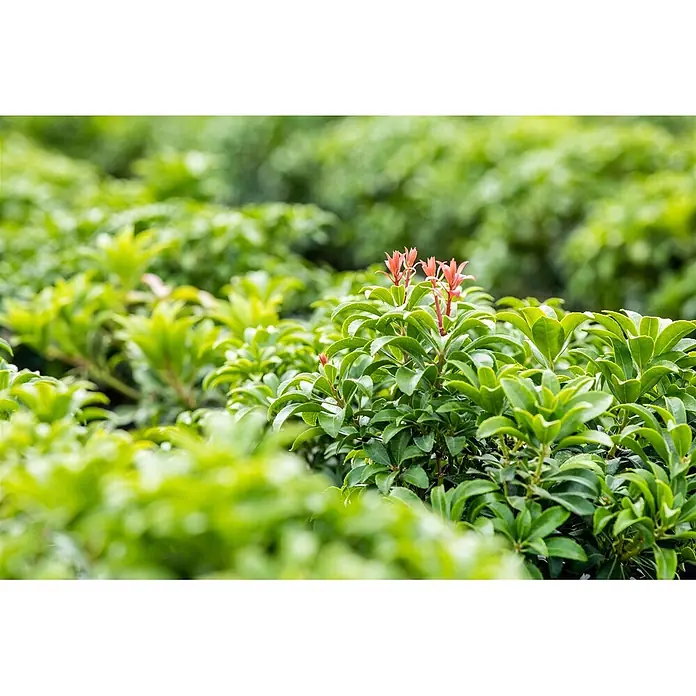 Pflanzen für dich Lavendelheide 30-40 cm - Pieris japonica 'Bonfire' - Nahaufnahme eines leuchtend grünen Busches mit markantem roten Neuaustrieb, umgeben von üppigem Laub.