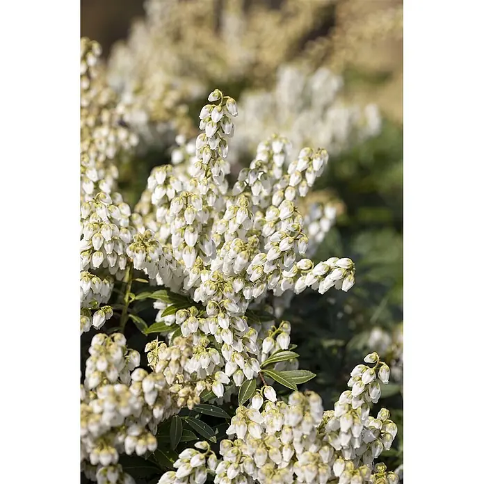 Pflanzen für dich Lavendelheide 20-25 cm - Pieris japonica 'Debutante' - Büschel kleiner, weißer, glockenförmiger Blüten an einem grünblättrigen Strauch.