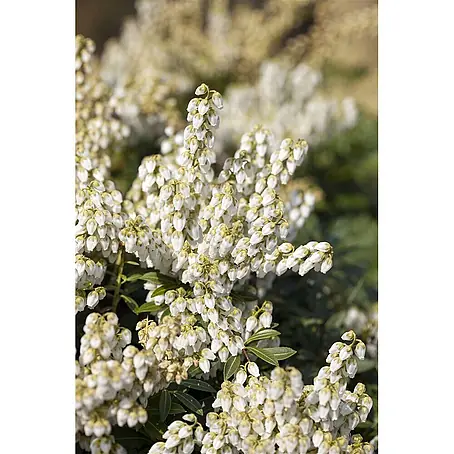 Pflanzen für dich  Lavendelheide 25-30 cm