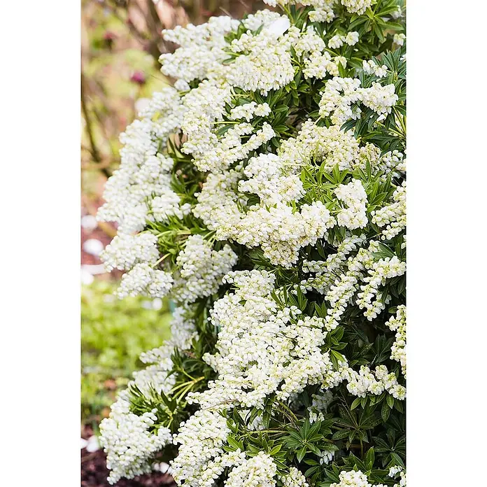 Pflanzen für dich Lavendelheide 20-25 cm - Pieris japonica 'Debutante' - Dichte Büschel kleiner, weißer glockenförmiger Blüten blühen üppig an einem Strauch mit grünen Blättern.