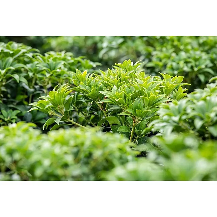 Pflanzen für dich Lavendelheide 30-40 cm - Pieris japonica 'Bonfire' - Leuchtend grüne Blätter, einige scharf, andere im Hintergrund und Vordergrund weich gezeichnet.