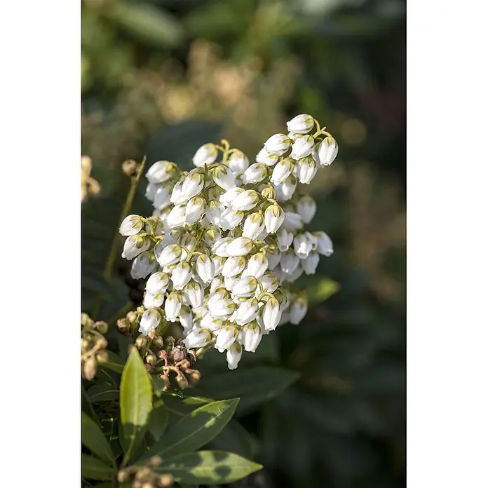 Pflanzen für dich Lavendelheide 20-25 cm - Pieris japonica 'Debutante' - Weiße, glockenförmige Blüten, die an einem Zweig mit grünen Blättern gruppiert sind.