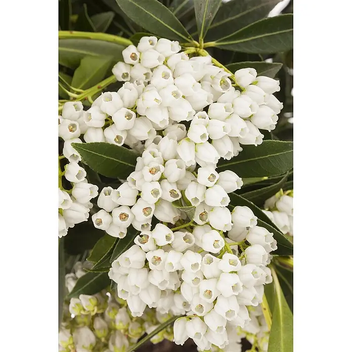 Pflanzen für dich Lavendelheide 20-25 cm - Pieris japonica 'Debutante' - Büschel kleiner, weißer, glockenförmiger Blüten mit grünen Blättern.