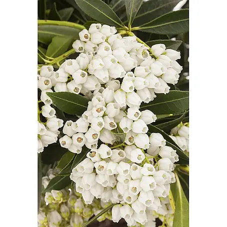 Pflanzen für dich  Lavendelheide 10 cm Topf