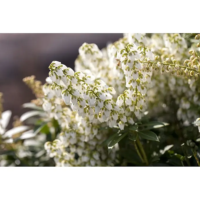 Pflanzen für dich Lavendelheide 20-25 cm - Pieris japonica 'Debutante' - Weiße, glockenförmige Blüten in Büscheln mit grünen Spitzen, blühen an einem Strauch im Sonnenlicht.