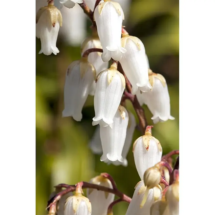 Pflanzen für dich Lavendelheide 30-40 cm - Pieris japonica - Gruppe zarter weißer glockenförmiger Blüten mit gelblichen Spitzen an einem rotbraunen Ast.