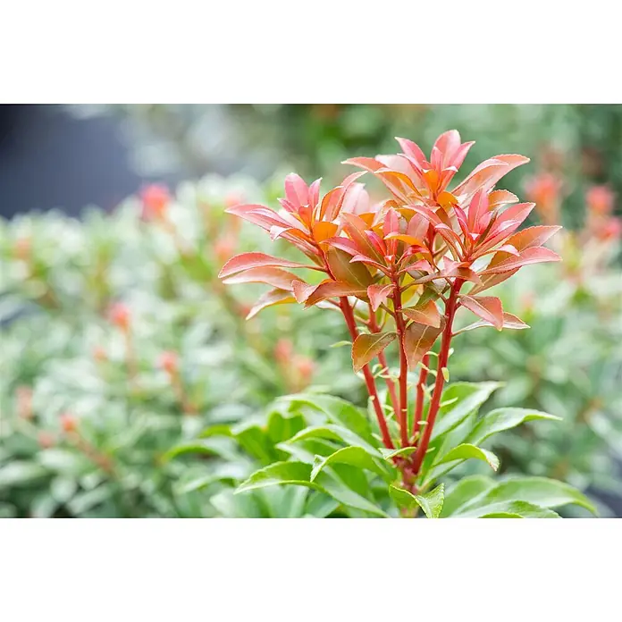 Pflanzen für dich Lavendelheide 30-40 cm - Pieris japonica 'Bonfire' - Pflanze mit leuchtend roten jungen Blättern und grünen älteren Blättern, roten Stielen.