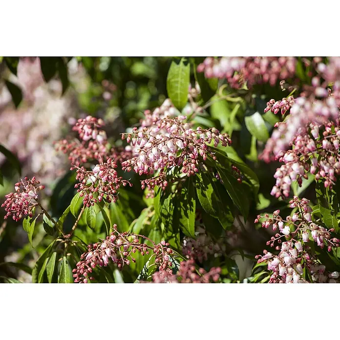 Pflanzen für dich Lavendelheide 30-40 cm - Pieris japonica - Nahaufnahme eines Strauches mit Büscheln rosa-weißer glockenförmiger Blüten zwischen grünen Blättern.