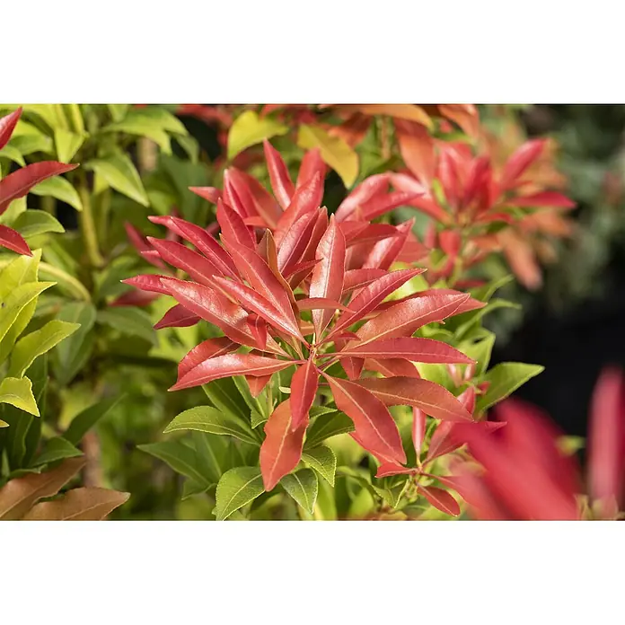 Pflanzen für dich Lavendelheide 25-30 cm - Pieris japonica 'Forest Flame' - Glänzende, spitz zulaufende rote neue Blätter, die aus grünem Laub einer Pflanze sprießen.