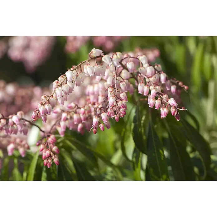 Pflanzen für dich Lavendelheide 30-40 cm - Pieris japonica - Zarte rosa-weiße glockenförmige Blüten hängen an Zweigen, umgeben von grünen Blättern.