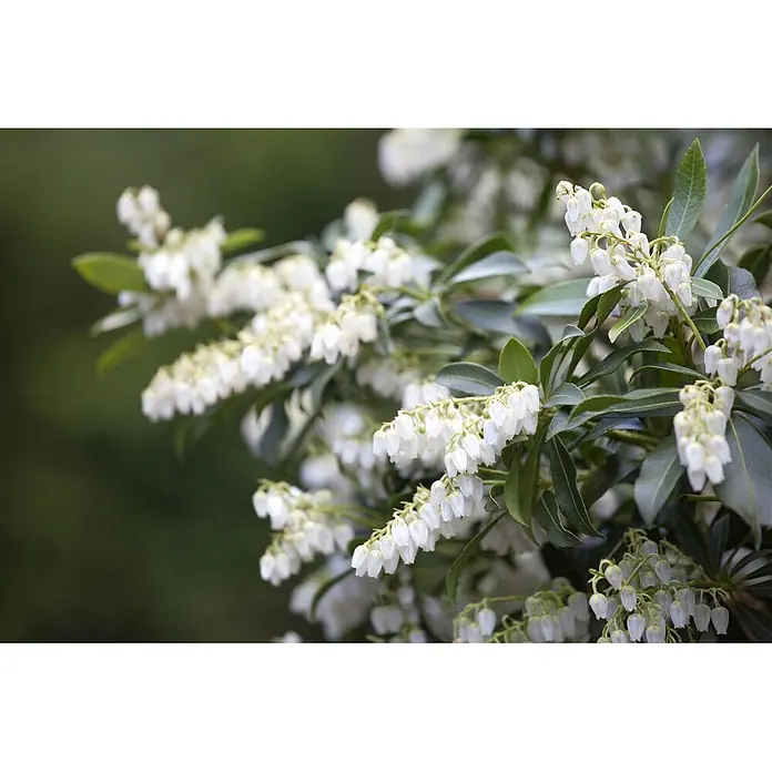 Pflanzen für dich Lavendelheide 30-40 cm - Pieris japonica - Weiße, glockenförmige Blüten blühen an einem grünblättrigen Strauch.