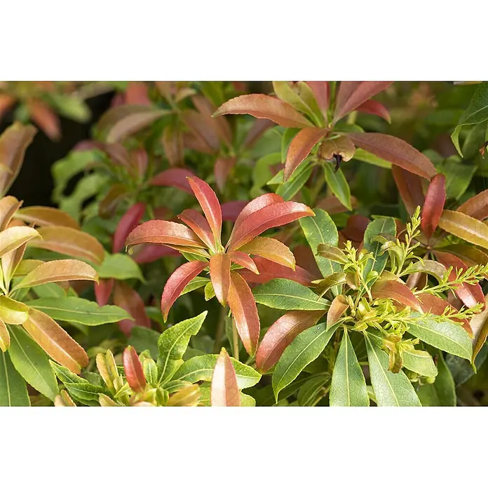 Pflanzen für dich Lavendelheide 25-30 cm - Pieris japonica 'Forest Flame' - Nahaufnahme einer Pflanze mit rot-orangen und grünen Blättern und hellgrünem Neuaustrieb.