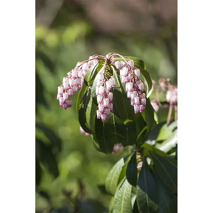 Pflanzen für dich Lavendelheide 30-40 cm - Pieris japonica - Zarte rosa-weiße glockenförmige Blüten hängen in Büscheln von einer Pflanze mit glänzenden grünen Blättern.