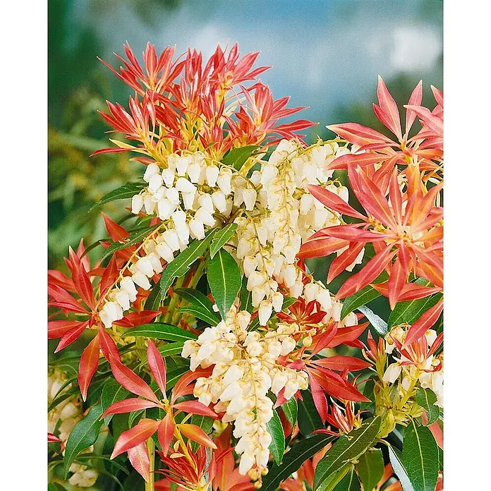 Pflanzen für dich Lavendelheide 25-30 cm - Pieris japonica 'Forest Flame' - Blühender Strauch mit leuchtend roten neuen Blättern und eleganten weißen, glockenförmigen Blüten.