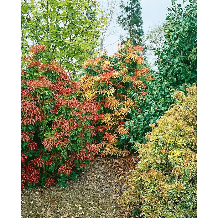 Pflanzen für dich Lavendelheide 25-30 cm - Pieris japonica 'Forest Flame' - Lebendige Gartensträucher mit neuem rotem, orangefarbenem und gelbem Laub, das mit grünen Blättern kontrastiert.