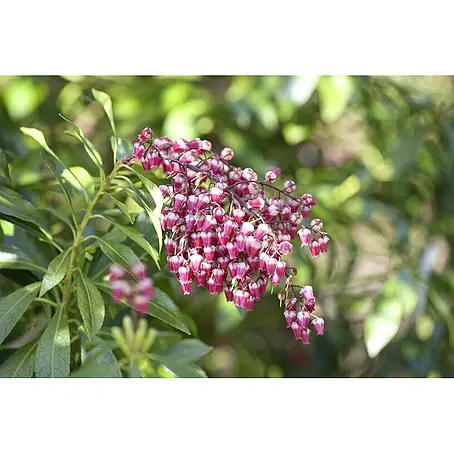 Pflanzen für dich  Lavendelheide 25-30 cm