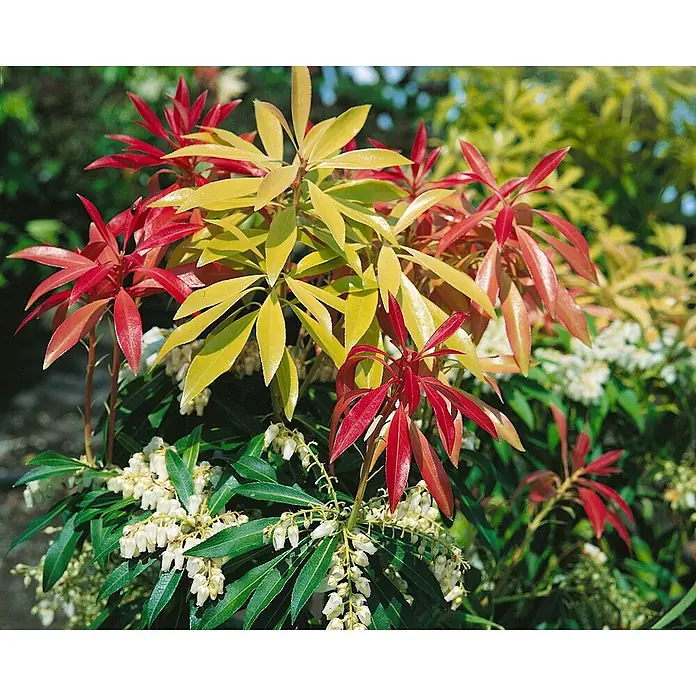 Pflanzen für dich Lavendelheide 25-30 cm - Pieris japonica 'Forest Flame' - Pieris japonica mit leuchtend roten und gelben Blättern, dunkelgrünen Blättern und weißen Glockenblüten.