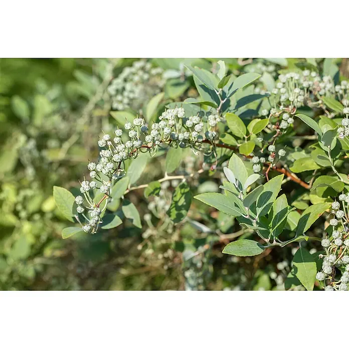 Pflanzen für dich Lavendelheide 20-30 cm - Zenobia pulverulenta 'Blue Sky' - Zweig einer Pflanze mit grünen Blättern und Gruppen kleiner, runder, hellgrüner Beeren oder Blütenknospen.