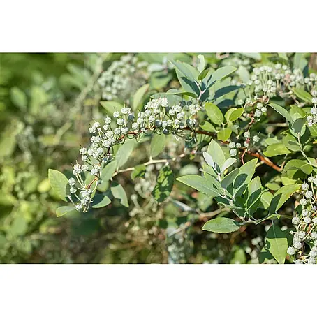 Pflanzen für dich  Lavendelheide 20-30 cm