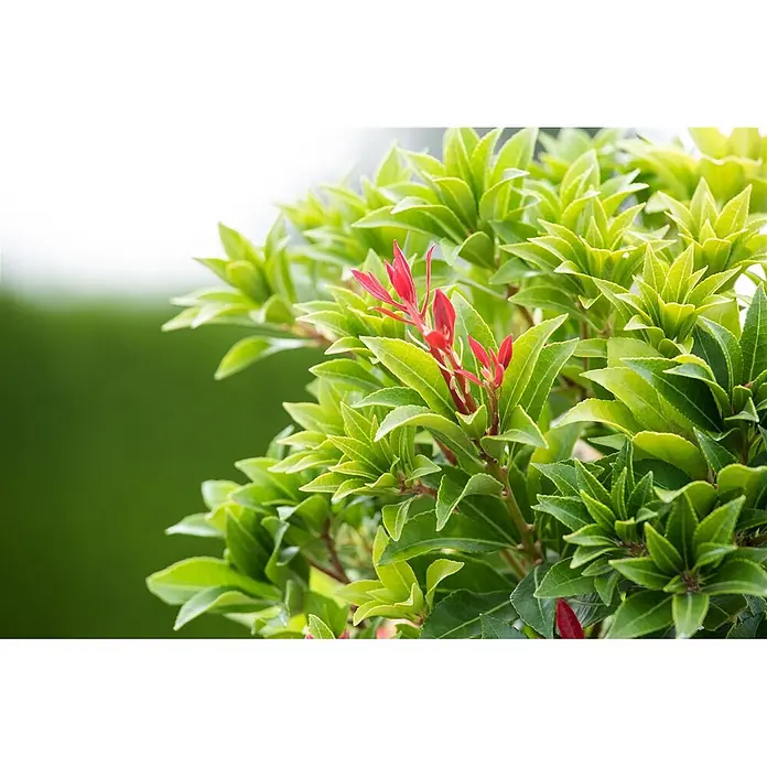 Pflanzen für dich Lavendelheide 30-40 cm - Pieris japonica 'Mountain Fire' - Üppige grüne Pflanze mit spitzen Blättern und leuchtend rotem Neuaustrieb.
