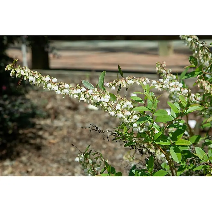 Pflanzen für dich Lavendelheide 20-30 cm - Zenobia pulverulenta 'Blue Sky' - Nahaufnahme eines Pflanzenzweigs mit zahlreichen kleinen, weißen, glockenförmigen Blüten und grünen Blättern vor einem unscharfen, natürlichen Hintergrund.