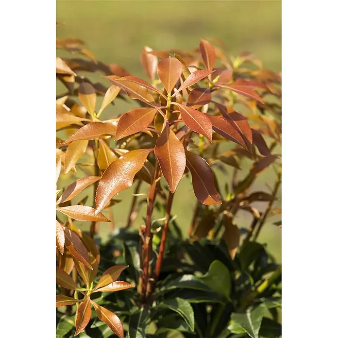 Pflanzen für dich Lavendelheide 30-40 cm - Pieris japonica 'Mountain Fire' - Nahaufnahme einer Pflanze mit Büscheln leuchtend rotbrauner, länglicher Blätter und dunklerem Grünlaub darunter.