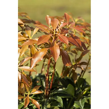 Pflanzen für dich  Lavendelheide 20-25 cm