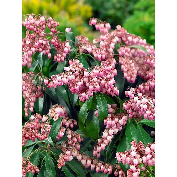Pflanzen für dich Lavendelheide 25-30 cm - Pieris japonica 'Passion' - Üppige Pflanze mit Büscheln kleiner, glockenförmiger rosa Blüten und dunkelgrünen Blättern.