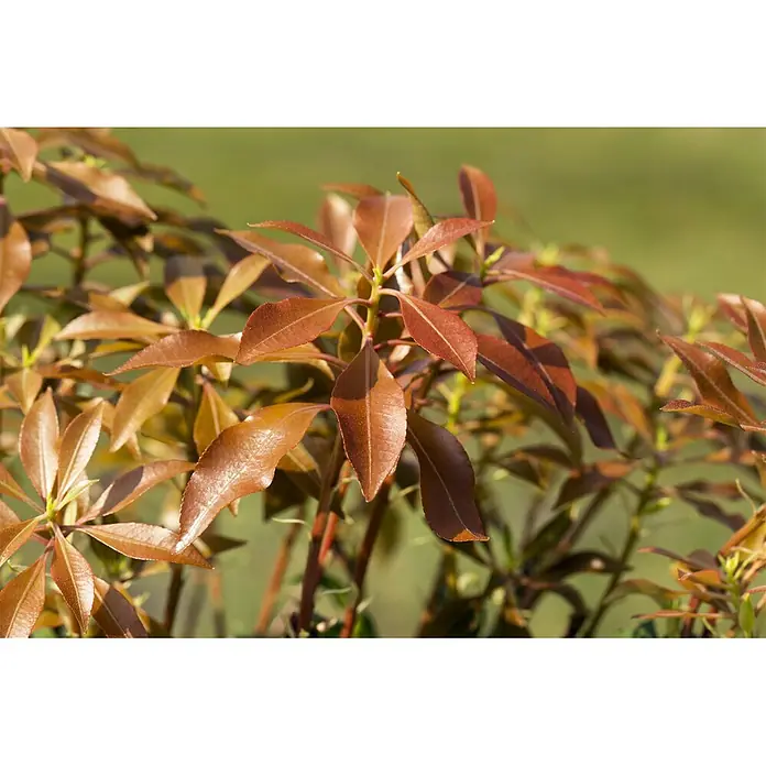 Pflanzen für dich Lavendelheide 30-40 cm - Pieris japonica 'Mountain Fire' - Glänzende, rotbraune neue Blätter einer Pflanze.