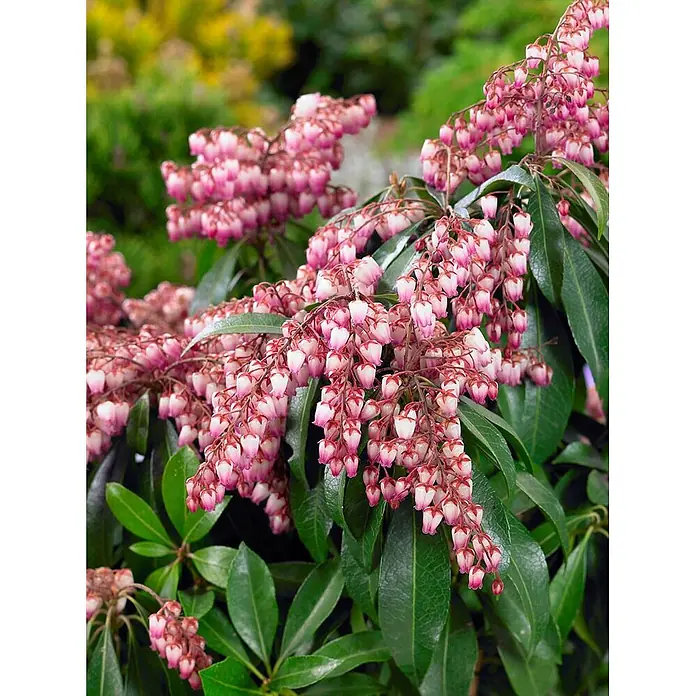 Pflanzen für dich Lavendelheide 25-30 cm - Pieris japonica 'Passion' - Nahaufnahme einer Pieris japonica Pflanze mit rosafarbenen und weißen glockenförmigen Blüten und dunkelgrünen Blättern.