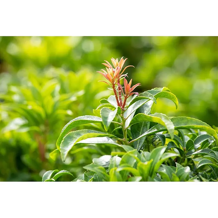 Pflanzen für dich Lavendelheide 30-40 cm - Pieris japonica 'Mountain Fire' - Grüne Pflanze mit frischem rot-orangefarbenem Neuaustrieb.