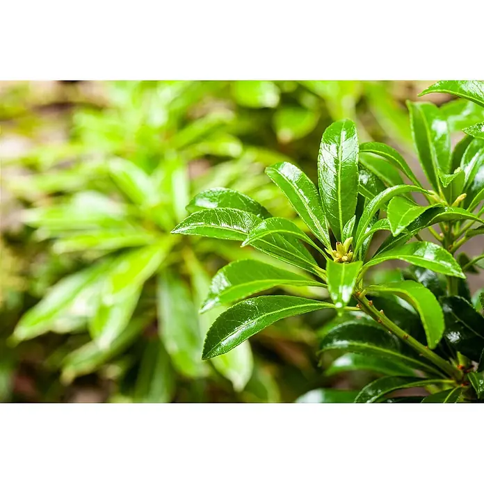 Pflanzen für dich Lavendelheide 25-30 cm - Pieris japonica 'Passion' - Leuchtend glänzende grüne Blätter und kleine gelbe Knospen an einer Pflanze.