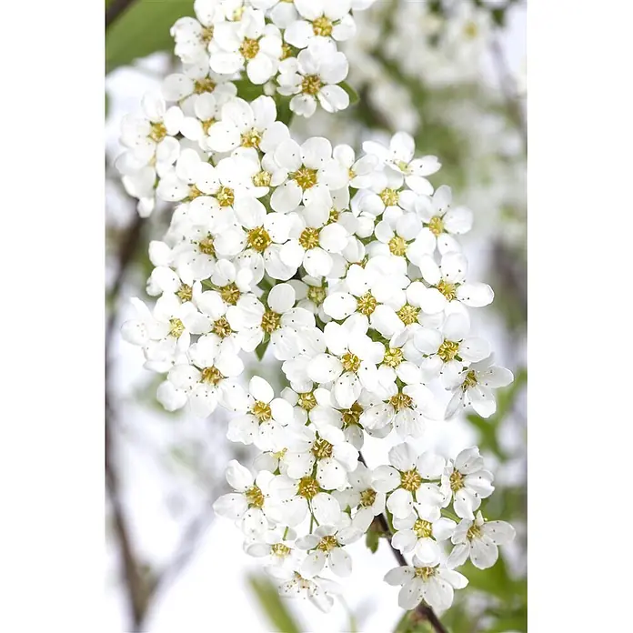 Pflanzen für dich Prunkspiere Graue Spiere - Spiraea cinerea 'Grefsheim', 80 cm - 100 cm, Weiß - Nahaufnahme eines Büschels kleiner weißer Blüten mit leuchtend gelben Zentren an einem Zweig.