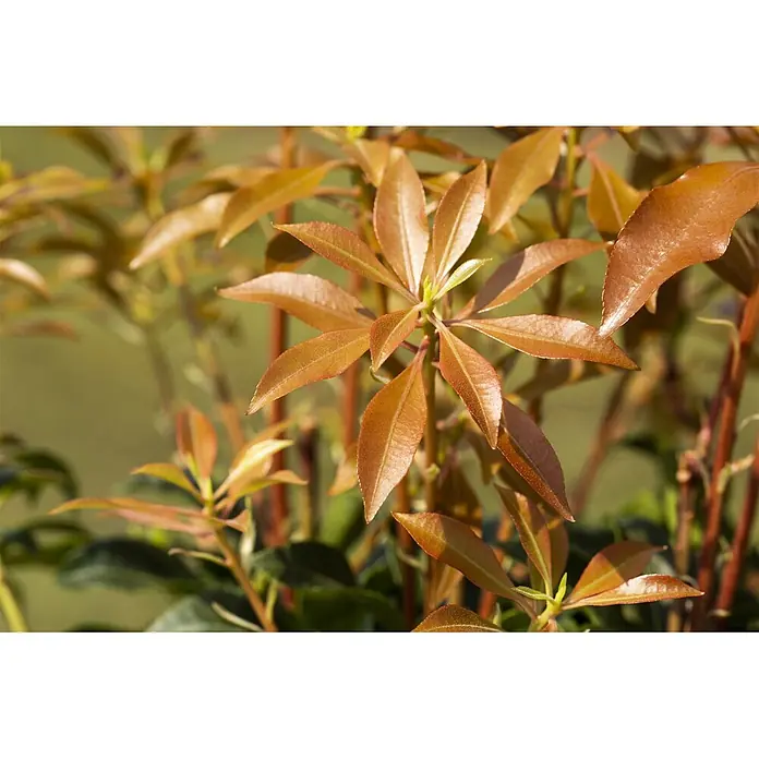 Pflanzen für dich Lavendelheide 30-40 cm - Pieris japonica 'Mountain Fire' - Pflanze mit glänzenden, rotbraunen neuen Blättern.