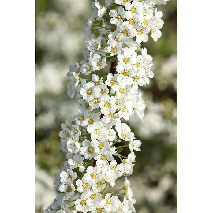 Pflanzen für dich Prunkspiere Graue Spiere - Spiraea cinerea 'Grefsheim', 80 cm - 100 cm, Weiß - Nahaufnahme kleiner weißer Blüten mit gelben Zentren, an einem Zweig, teils mit Tautropfen.