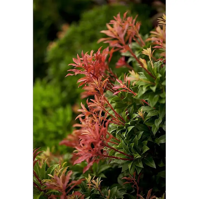 Pflanzen für dich Lavendelheide 30-40 cm - Pieris japonica 'Mountain Fire' - Nahaufnahme einer Pflanze mit leuchtend roten Trieben und älteren grünen Blättern.