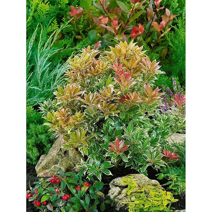 Pflanzen für dich Lavendelheide 20-25 cm - Pieris japonica 'Carnaval' - Buntblättriger Strauch mit grünen und weißen Blättern, rötlichem Austrieb, in einem Gartenbeet mit Steinen.