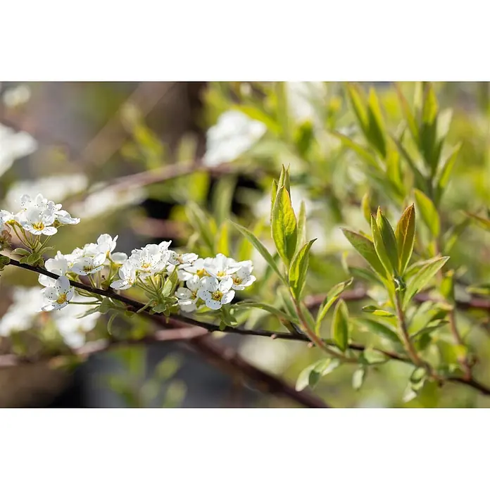 Pflanzen für dich Prunkspiere Graue Spiere - Spiraea cinerea 'Grefsheim', 80 cm - 100 cm, Weiß - Nahaufnahme eines Zweigs mit kleinen weißen Blüten und frischen grünen Blättern im Sonnenlicht.