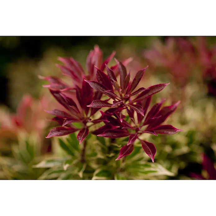 Pflanzen für dich Lavendelheide 20-25 cm - Pieris japonica 'Carnaval' - Nahaufnahme einer Pflanze mit auffälligem rötlich-violettem neuem Laub.